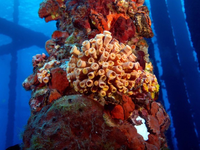 If platforms are left in place, operators would accrue environmental compliance expenses, as they often scrape off thousands of marine invertebrates during routine maintenanc © Andy Burlingham / Black Dog Divers